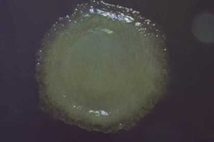 El proyecto busca aprovechar las adaptaciones biológicas al frío para desarrollar nuevas tecnologías que ayuden al ejército estadounidense a sobrevivir en zonas de frío extremo