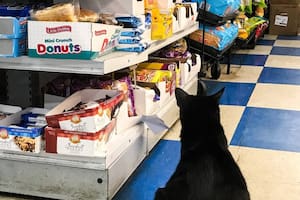 El proyecto busca convertir en política pública una costumbre extendida: la presencia de gatos en bodegas como método tradicional contra las ratas