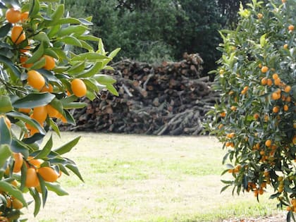 El proyecto comenzó en 1979 con sólo 12 hectáreas y 4000 plantas de naranja, aunque hoy crecieron de manera sorprendente