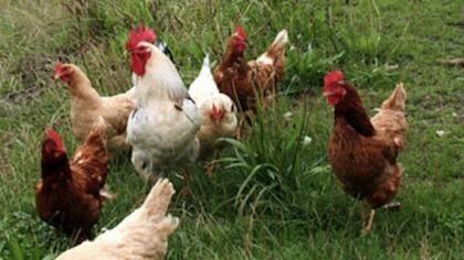 El proyecto con gallinas de Gates propone que lo campesinos salgan de la pobreza extrema