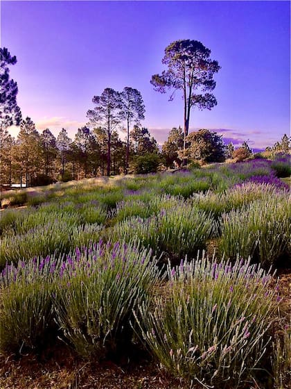 El proyecto de cultivo de lavanda apunta al turismo