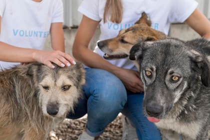El proyecto de ley exige que los vendedores, incluidos los comerciantes de mascotas, revelen al comprador información detallada sobre el animal