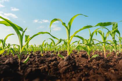 El proyecto de ley incluye un certificado fiscal para insumos