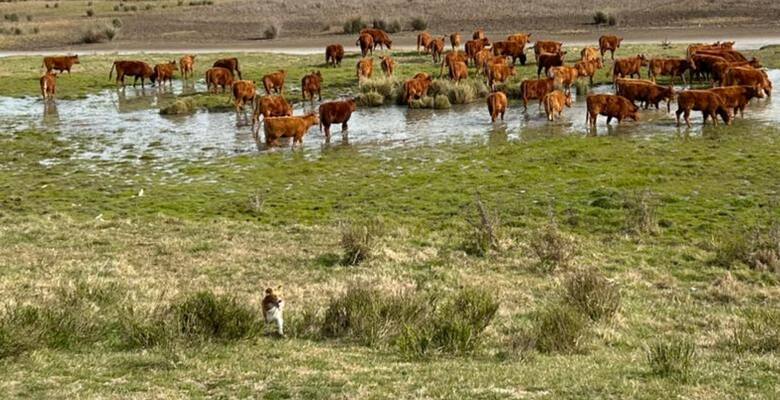 Rechazo del campo ante la posible obligatoriedad de la identificación electrónica de ganado