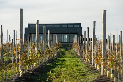 El proyecto de vinos oceánicos busca transformar Madariaga en un polo enoturístico