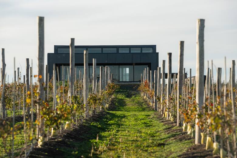 Vinos oceánicos: Eduardo Tuite impulsa un terroir de clase mundial en la costa bonaerense