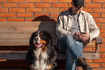 El proyecto define qué animales califican como mascotas domésticas