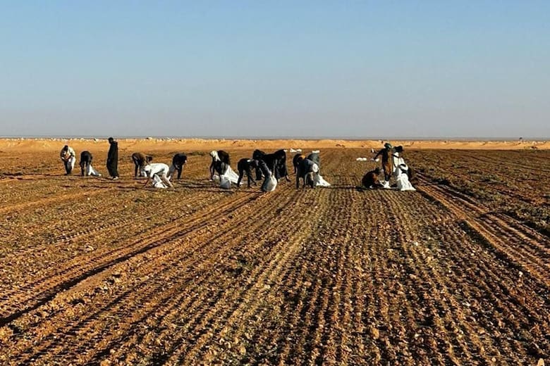 Es Argentino y sorprendió a todos al llevar un tradicional cultivo al corazón del desierto del Sáhara