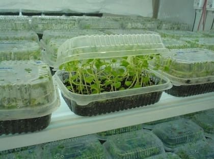 El proyecto del trabajo conjunto entre Conicet y Tecnoplant contempla tres etapas