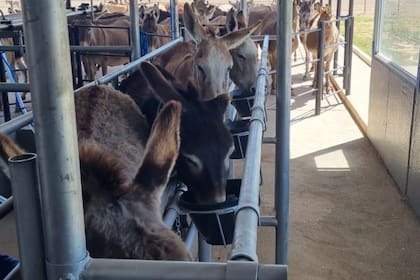 Leche de burra: el superalimento que es una alternativa natural para niños que sufren la patología alimentaria más frecuente 7 El proyecto Equslac busca escalar la producción a 5000 burras para abastecer tanto el mercado local como internacional