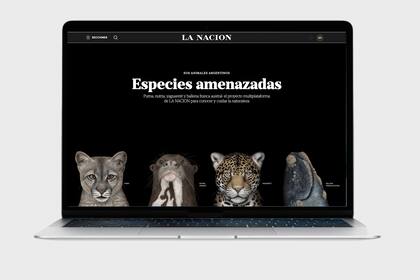 El proyecto ganador puso el foco en cuatro especies argentinas amenazadas: el puma, el yaguareté, la nutria gigante y la ballena franca austral