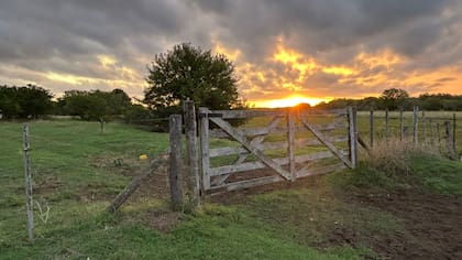 El proyecto habla de la destrucción, inutilización o daño de granos, silobolsas, cultivos, plantaciones, ganado, forrajes y otros bienes vinculados a la actividad agropecuaria"