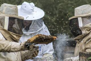 Santiago del Estero: lanzan un proyecto de identidad digital para productores apícolas