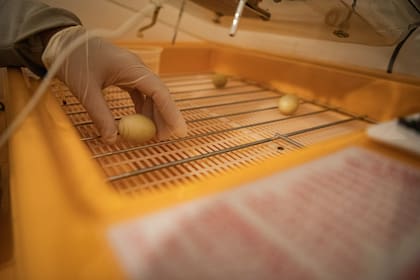 El Proyecto Macá Tobiano recolecta los huevos abandonados por las parejas y los incuba hasta la eclosión