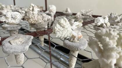 El proyecto Mnemba ha servido de ejemplo para otros en Zanzíbar.