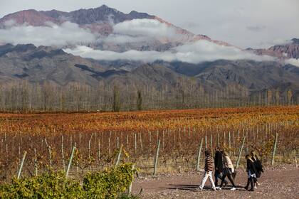 El proyecto ofrece la posibilidad de adquirir parcelas de viñedo orgánico dentro de la finca para elaborar vino.