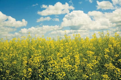 El proyecto se basa en cultivos intermedios como canola, mostaza y girasol, implantados entre campañas para abastecer biocombustibles.