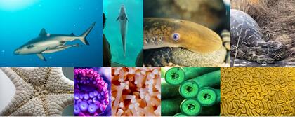 El proyecto se basó en la biomimética, en el sistema de succión de la rémora y la lamprea.