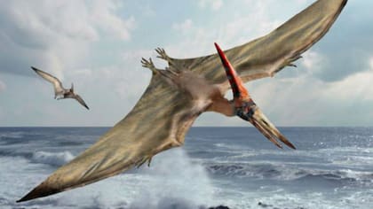 El pterosaurio hallado en Chubut voló hace cientos 170 millones de años por nuestra Patagonia