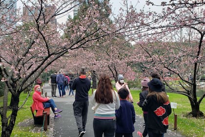 El público se acerca a recorrer la floración 2021 del sendero de sakura, tradición que no pudo realizarse en 2020 por las restricciones sanitarias derivadas de la pandemia.