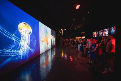 El público viendo la obra de Sofía Crespo, artista argentina que fusiona la inteligencia artificial con su representación de la vida orgánica. Su exposición estará disponible durante todo el mes de febrero en la galería de ArtLab.
Gentileza: Gonzalo Solimano.