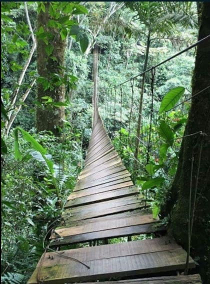 El puente artesanal que colapsó en la reserva natural Buenavista, en la ciudad de Villavicencio
