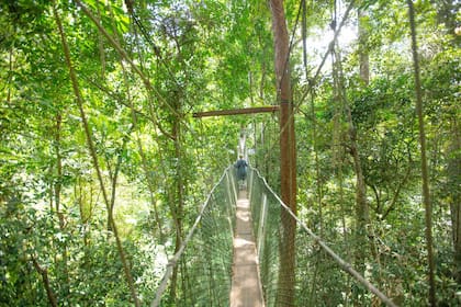 El puente colgante de 530 metros en Taman Negara