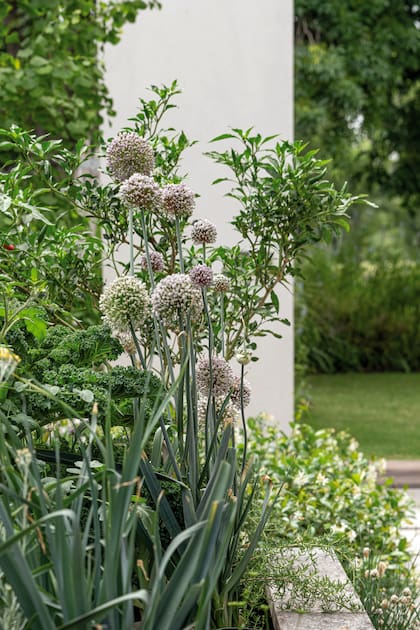 El puerro, Allium ampeloprasum, tiene las flores más grandes y altas de la familia de los allium