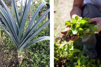 El puerro y la rúcula son dos vegetales muy fáciles de cultivar en la huerta que aportan azufre al organismo