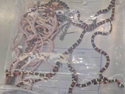 El puerto de Futian es escenario de múltiples casos de tráfico de diversas especies