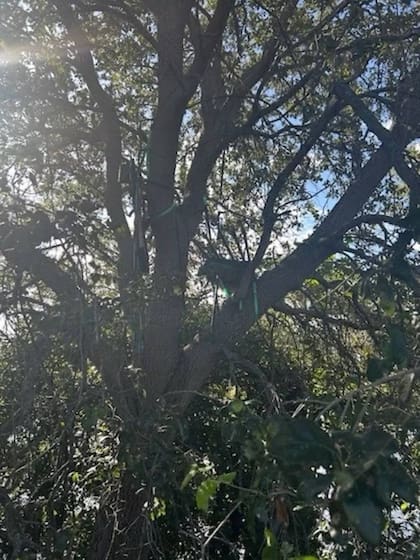 El "puesto de caza" detectado como un posible punto ciego de seguridad para atentar contra la seguridad presidencial