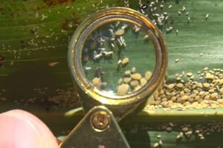 Pulgón amarillo, una nueva amenaza en el cultivo de sorgo