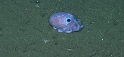 El pulpo chiquito fue otro de los animales que impactó a los usuarios