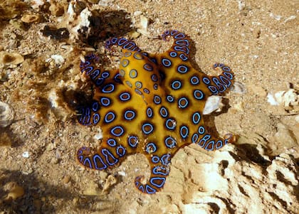 EL pulpo de anillos azules es un animal de aspecto pequeño que vive en corales y zonas poco profundas del océano Pacífico e Índico
