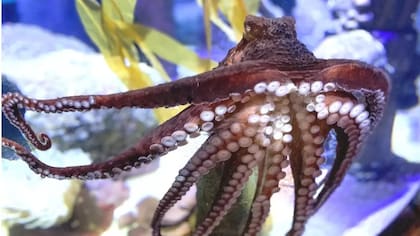 El pulpo DJ en el Acuario de Bristol.