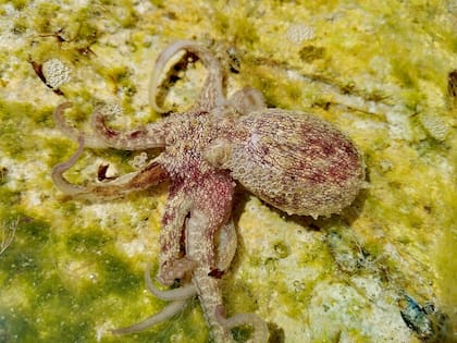 El pulpo es uno de los animales invertebrados más inteligentes del planeta