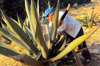 El pulque se elabora con la penca del maguey