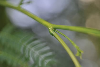 El pulvínulo, en este caso de una Leucaena, funciona como una articulación.