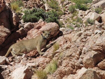 El puma, beneficioso para el ecosistema