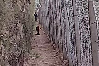 Atraparon a un puma que se metió en un country