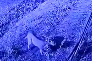 El puma captado por las cámaras de seguridad