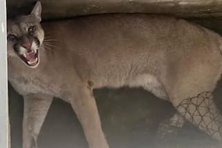 Un puma apareció dentro de una casa de familia en Santa Fe