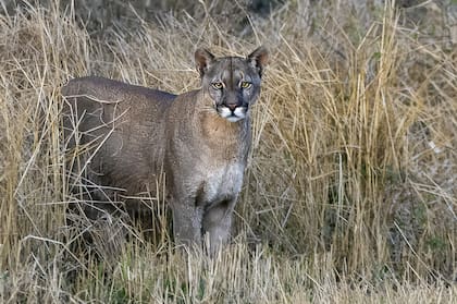 El puma. Diego cumplió un sueño que perseguía hacía tres años. (Foto: Diego Berazadi)