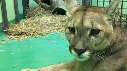 El puma era mantenido ilegalmente como mascota