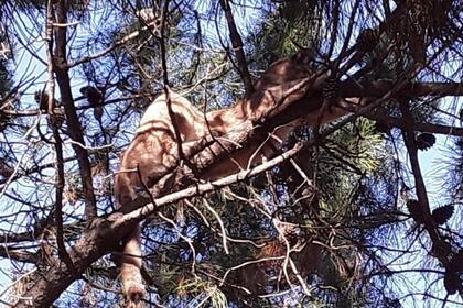 El puma estaba ahí aparentemente desde la noche de ayer, ya que los perros del barrio ladraban sin parar