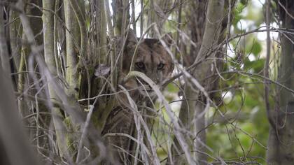 El puma hembra fue liberado en la frontera con Chile