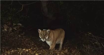 El puma P-22 conocido como Brad Pitt falleció este 17 de diciembre