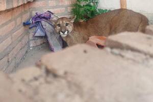 Jujuy: un puma se metió en una casa y hubo que montar un operativo de rescate