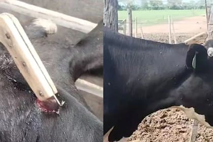 "El puntazo no fue certero y como no lastimó órganos vitales el animal pudo sobrevivir”, indicaron