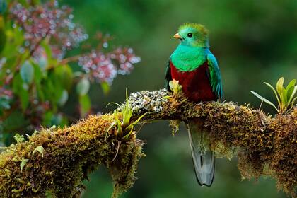 El quetzal, ave insignia de Costa Rica, se puede ver fácilmente en los bosques del país